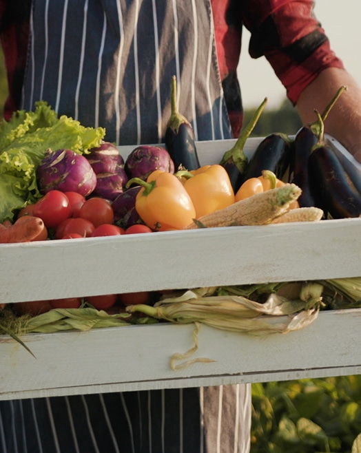 Récolte abondante de légumes frais de la ferme. Agriculteur portant une caisse en bois blanche pleine de légumes fraîchement récoltés : aubergines, poivrons jaunes, tomates, chou-rave et maïs.
